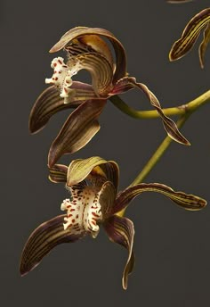 two orchids with brown and white flowers in the foreground, against a black background