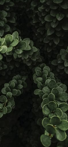 the top view of some green plants with lots of leaves on it's sides