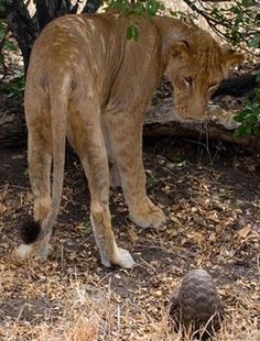 a large lion standing next to a small turtle on top of dry grass and leaves