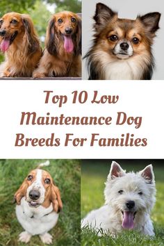 the top 10 low maintenance dog breeds for families cover shows four different dogs with long hair