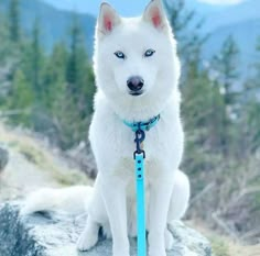 a white dog with blue eyes sitting on top of a rock wearing a leash and looking at the camera