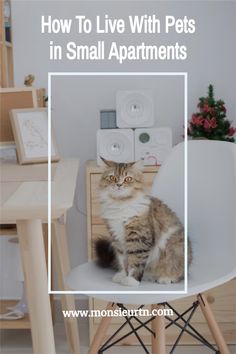 a cat sitting on top of a white chair