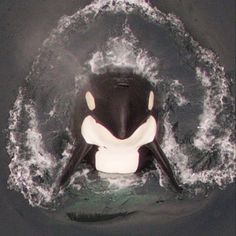 a black and white penguin swimming in the water