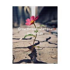 a pink flower growing out of the ground with a quote above it that says grow through what you go through