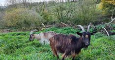 two goats are standing in the grass near some trees and bushes, one is looking at the camera