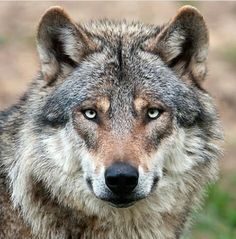 a wolf looking at the camera while standing in front of some grass and dirt with its eyes wide open