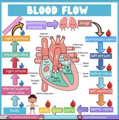 a diagram of the human heart and blood flow