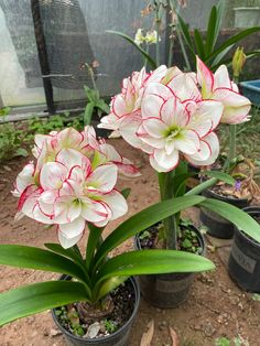 three potted plants with red and white flowers in the dirt next to each other