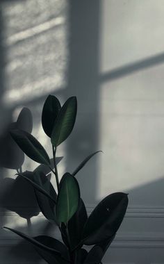 a potted plant sitting on top of a wooden table next to a window sill