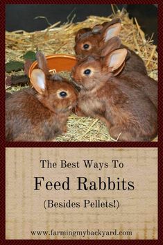 the best ways to feed rabbits besides pellets are easy, fun and simple