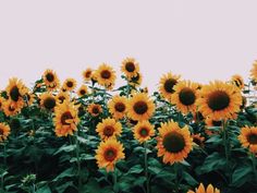 a field full of yellow sunflowers with green leaves