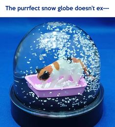 a snow globe with a dog in it on a blue surface and text that reads, the purret snow globe doesn't ex -