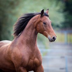 a brown horse standing on top of a lush green field