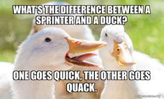 two white ducks with their mouths open and captioning what's the difference between a sprinter and a duck? one goes quick, the other goes quickly