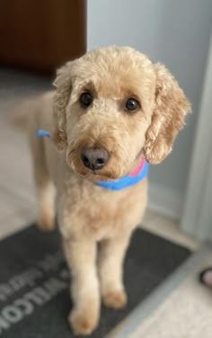 a small brown dog standing on top of a door mat