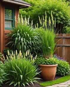 a garden with lots of green plants and flowers in the grass next to a wooden shed