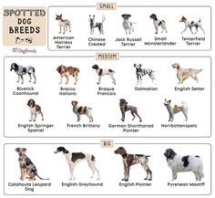 the different breeds of dogs are shown in this chart, which includes english and german shepherds