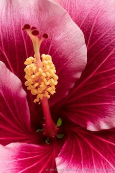 a pink flower with yellow stamens in the center