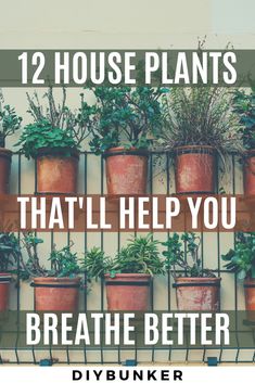 there are many potted plants on the wall with text overlay that reads, 12 house plants that'll help you breathe better diybunker