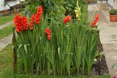 red and yellow flowers are growing in a garden with green grass on the side walk