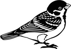 a black and white bird with stripes on it's body, sitting on the ground