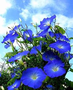 blue flowers are in the foreground against a blue sky