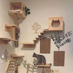 a cat sitting on top of a wooden shelf in front of a wall filled with shelves