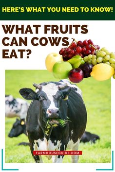 a cow standing in the grass with fruit on it's head and text overlay that says, what fruits can cows eat? here's what you need to know