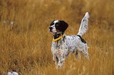 a dog that is standing in the grass