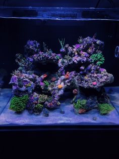 an aquarium filled with lots of different types of corals and algae in the water