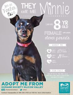 a poster with a small dog on it's chest and the words adopt me from maine society