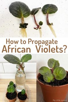 how to propagate african violets in a glass bottle with dirt and water