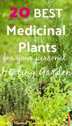 the words 20 best medical plants for your personal health garden are in front of some potted plants