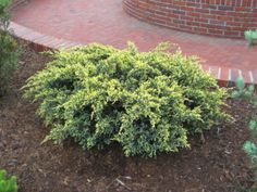 a small bush in the middle of a brick garden area with green plants around it