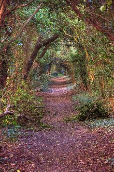 a path that is surrounded by trees and leaves