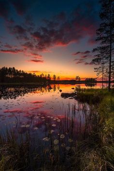 the sun is setting over a lake with water lilies in it and trees on either side