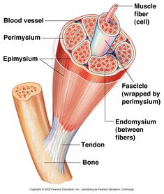 the structure of an animal's muscle is shown in this diagram, with labels