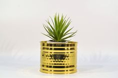 a small potted plant sitting on top of a gold plated container filled with water