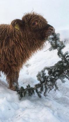 a furry brown animal standing on top of snow covered ground next to a small tree