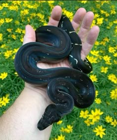 a person holding a black snake in their hand