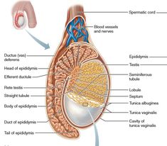 the anatomy of the human body