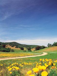 a grassy field with yellow flowers in the foreground and rolling hills in the background