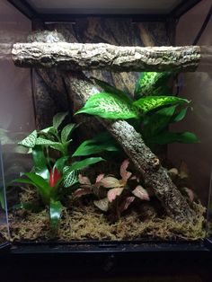 an aquarium with plants and rocks in it