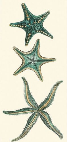 three starfishs are depicted in this hand drawn illustration, each with different colors and sizes