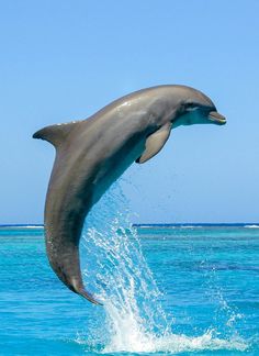 a dolphin jumping out of the water