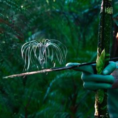 a person holding a stick with a plant on it