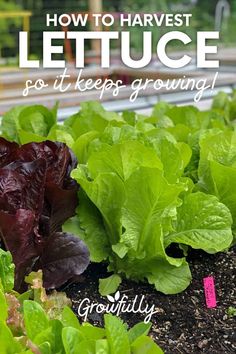 lettuce growing in a garden with the words how to harvest lettuce so it keeps growing