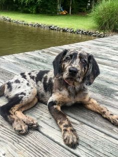 a black and brown dog laying on top of a wooden dock