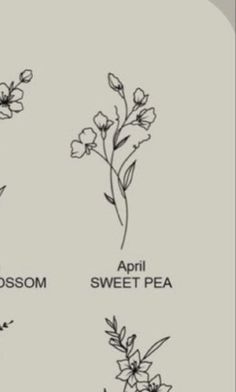 four different types of flowers are shown in black and white, with the words blossom, apri, sweet pea