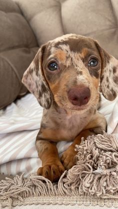 a small brown and black dog laying on top of a bed next to a blanket